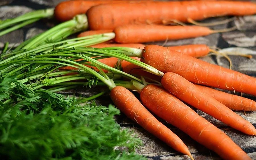 Carrot Juice Powder 1