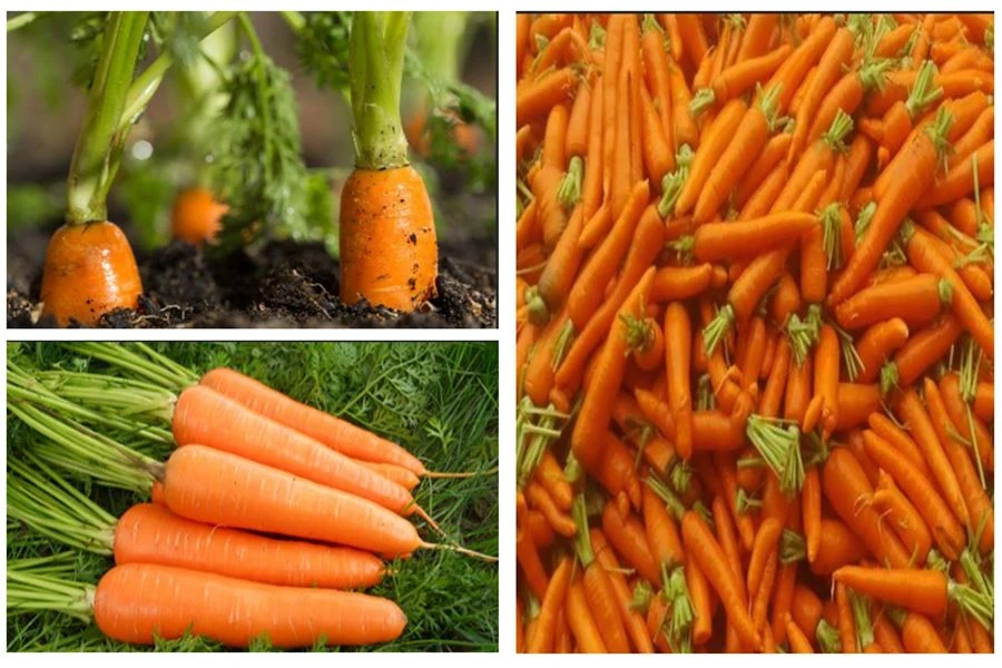 Carrot Juice Powder 2