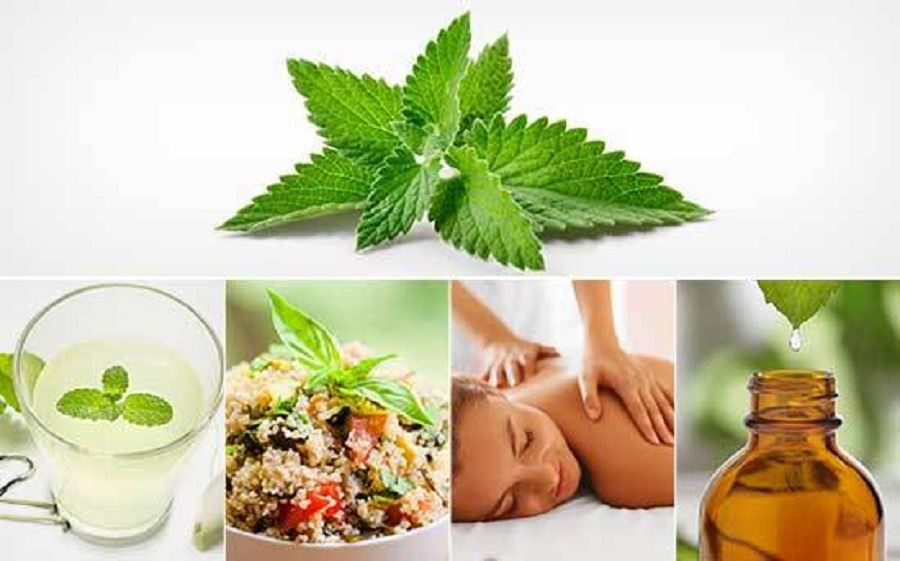 Mint Extract
