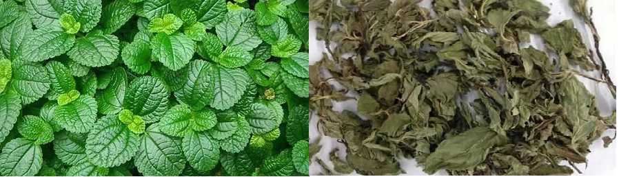 Peppermint extract powder Raw material