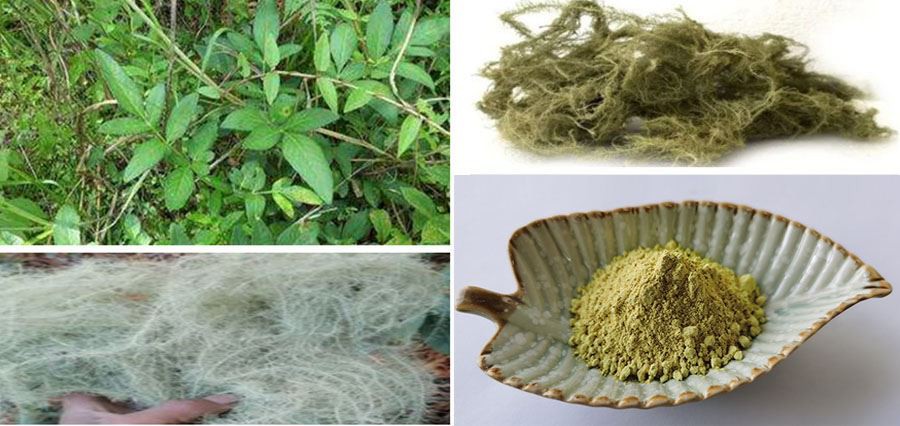 Lichen Usnea Extract