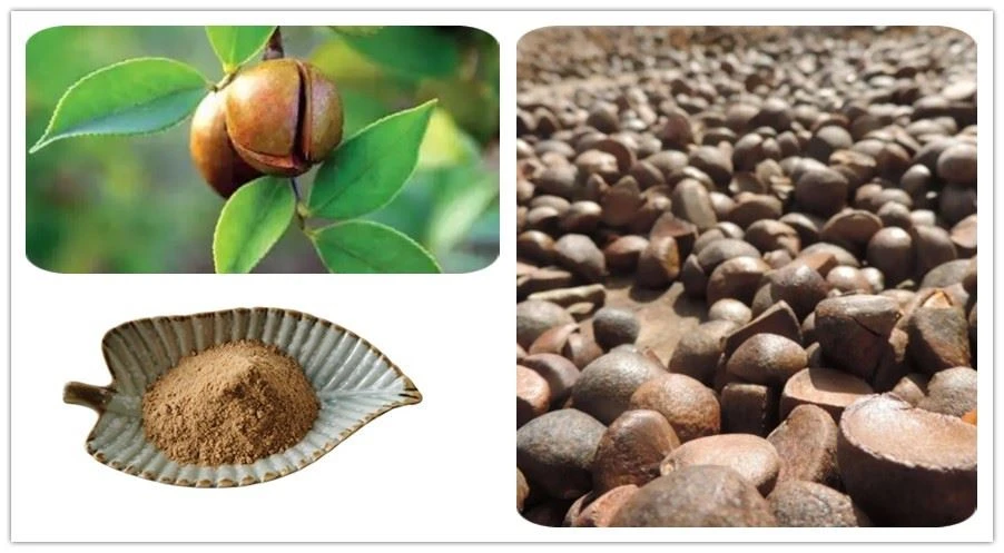 Camellia Seed Extract factory