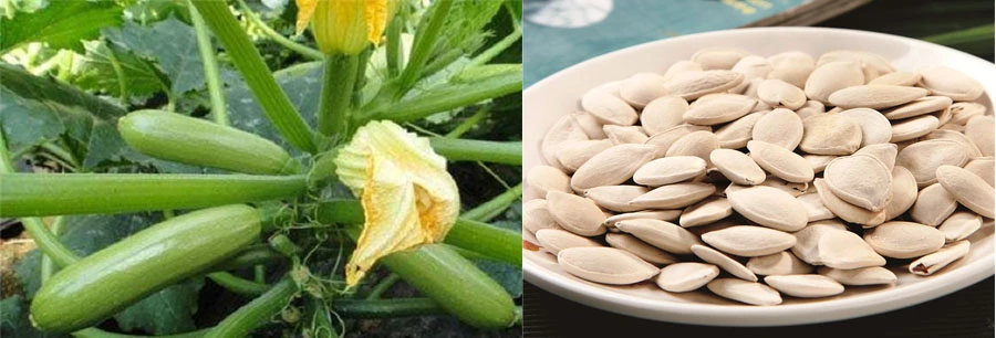 Cucurbita Pepo Extract manufacturers