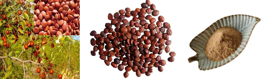 Jujube Extract Jujuboside for sale