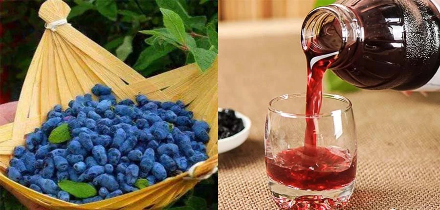 Blue Honeysuckle Fruit Powder for sale Blue Honeysuckle Fruit Powder for sale