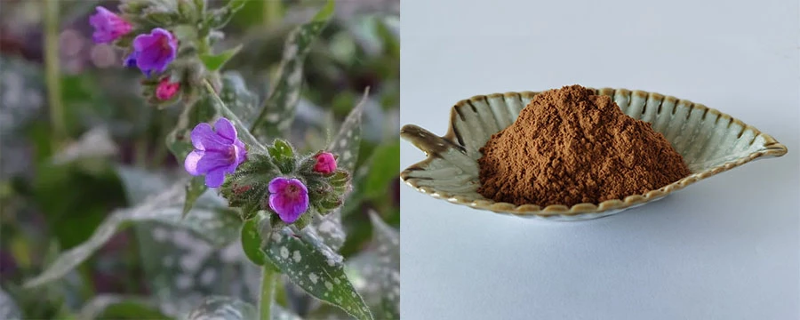 Lungwort Extract Powder